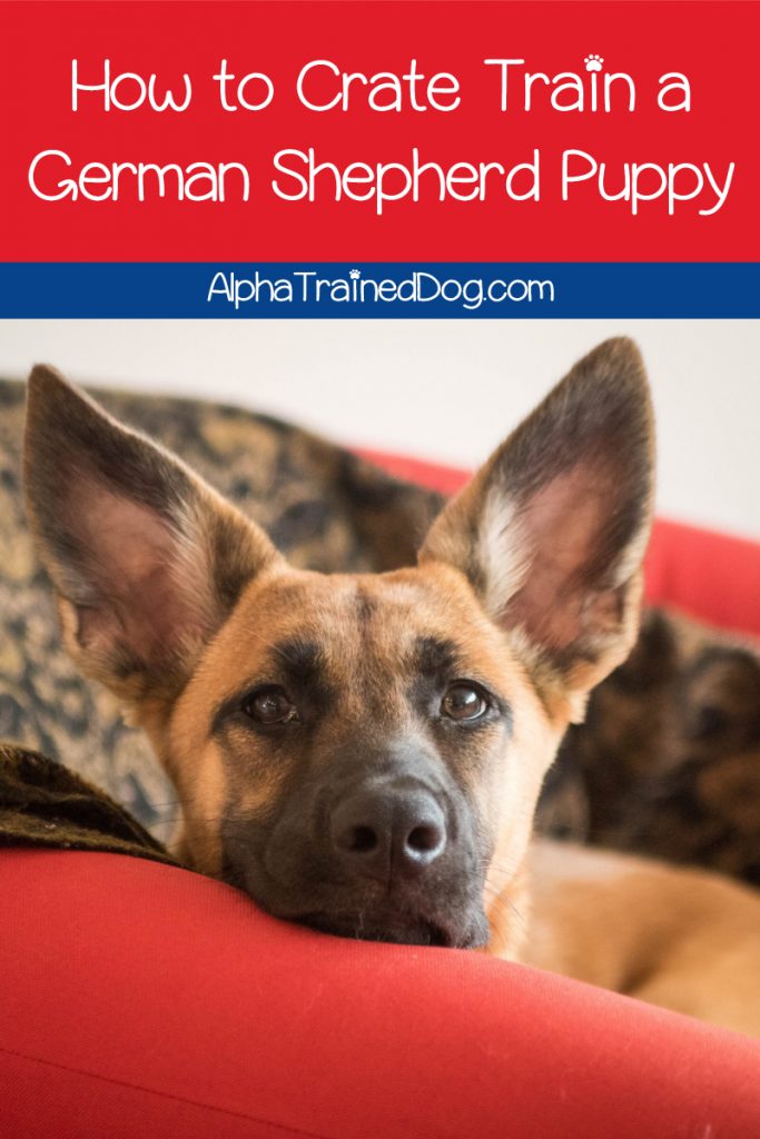 Want to learn how to crate train a German Shepherd puppy? We’ve got you covered! Check out 10 tips to make it easier on both of you!