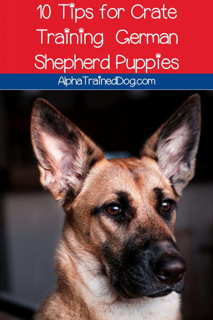 Want to learn how to crate train a German Shepherd puppy? We’ve got you covered! Check out 10 tips to make it easier on both of you!