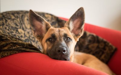 How to Crate Train a German Shepherd Puppy