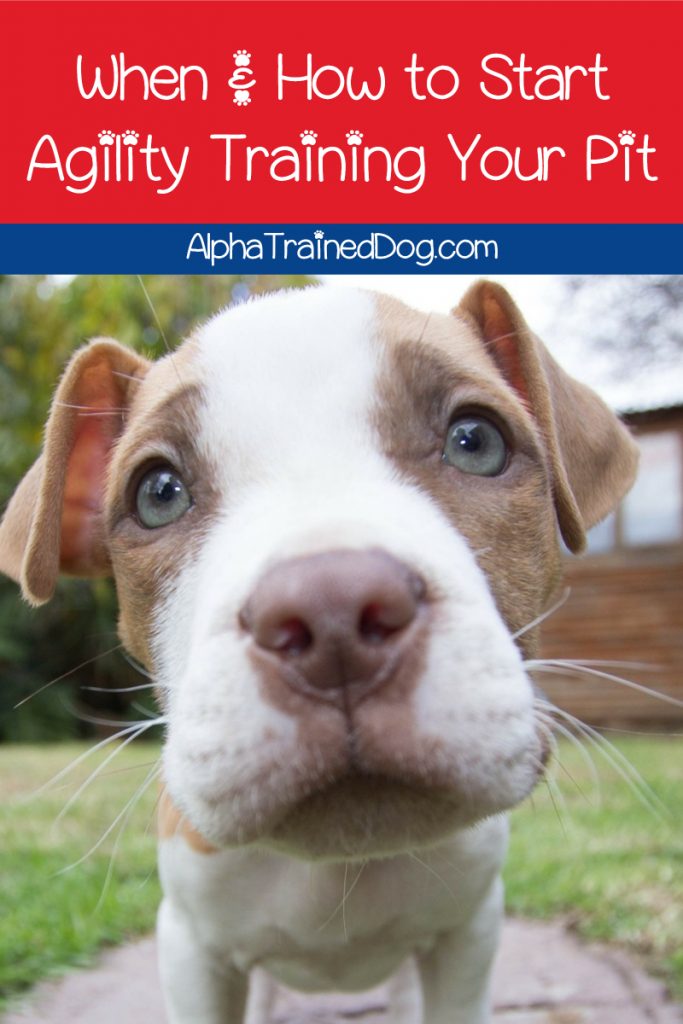 Let's talk agility dog training and pit bull terriers! We've got tips & tricks to help make it fun & easy for both you and your dog. Check them out!