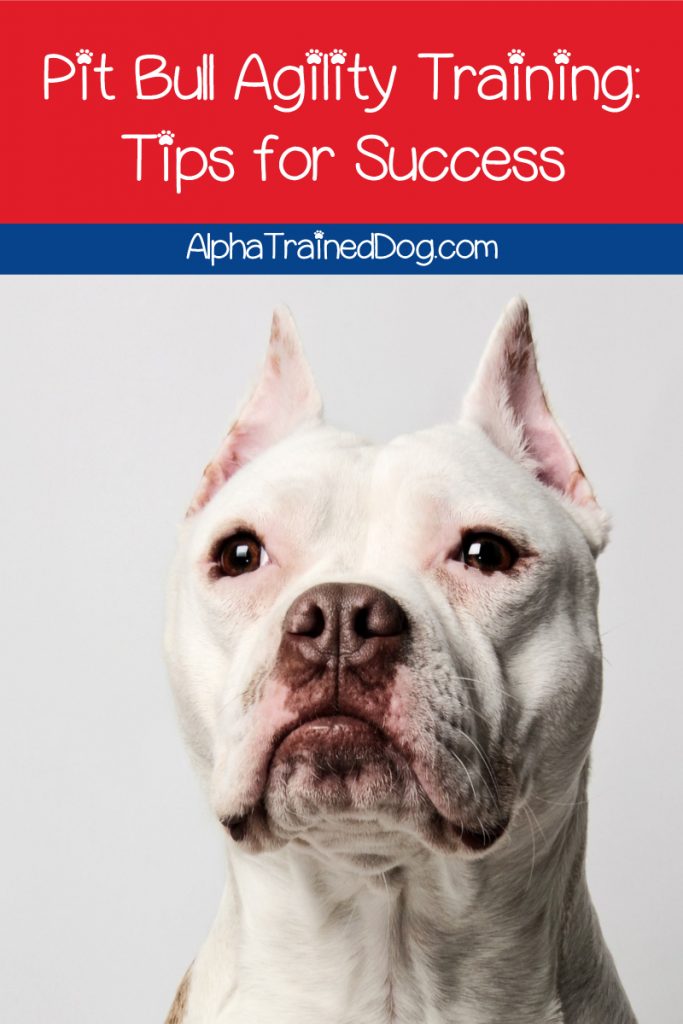 Let's talk agility dog training and pit bull terriers! We've got tips & tricks to help make it fun & easy for both you and your dog. Check them out!