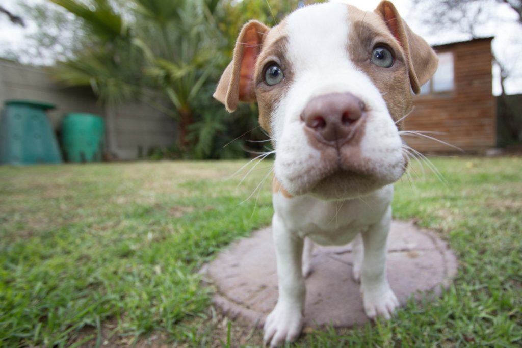 Need to know how to potty train a pitbull puppy? Don't worry, it's actually a lot easier than you might think! Read on to learn more! 