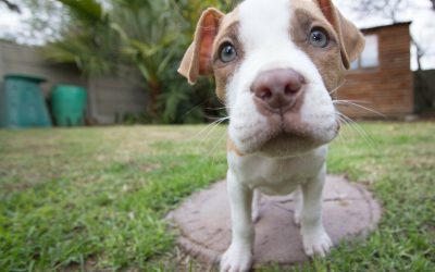 Agility Dog Training And Pit Bull Terriers: Tips for Success