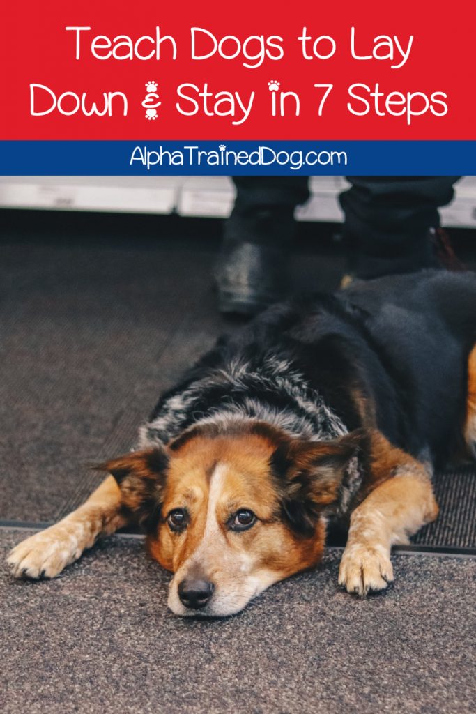 Want to learn to teach your dog to lay down and stay? It’s not as hard as you might think! Check out our training tips for these vital commands.