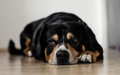 How to Teach Your Dog to Lay Down And Stay