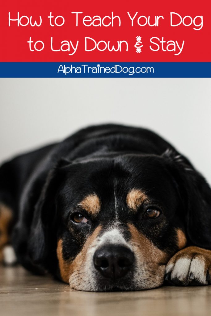 How to Teach Your Dog to Lay Down And Stay Alpha Trained Dog