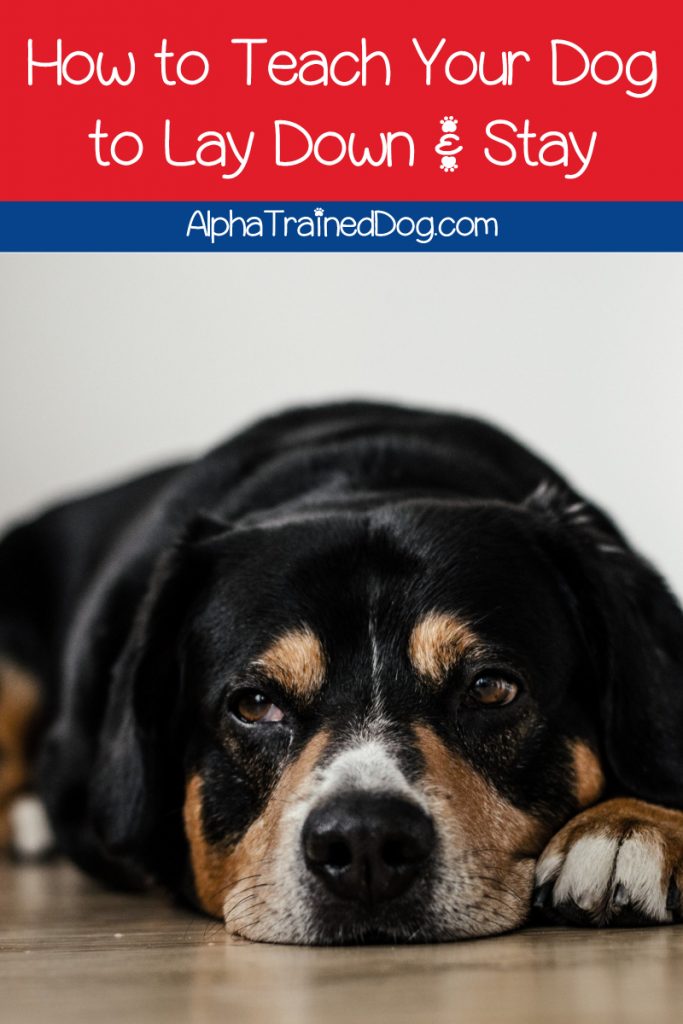 How To Teach Your Dog To Lay Down And Stay Alpha Trained Dog