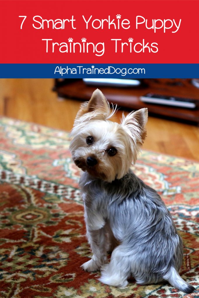 Have you got problems with your Yorkie puppy training? Read on for 7 brilliant tips and tricks that will make the job so much easier!