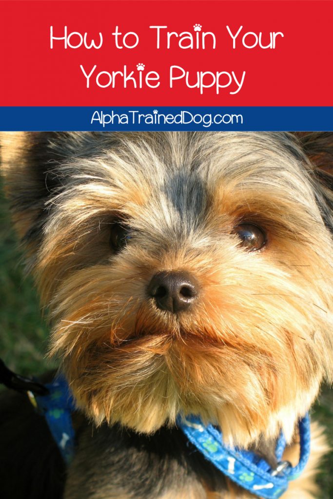 how to potty train a yorkshire terrier pets