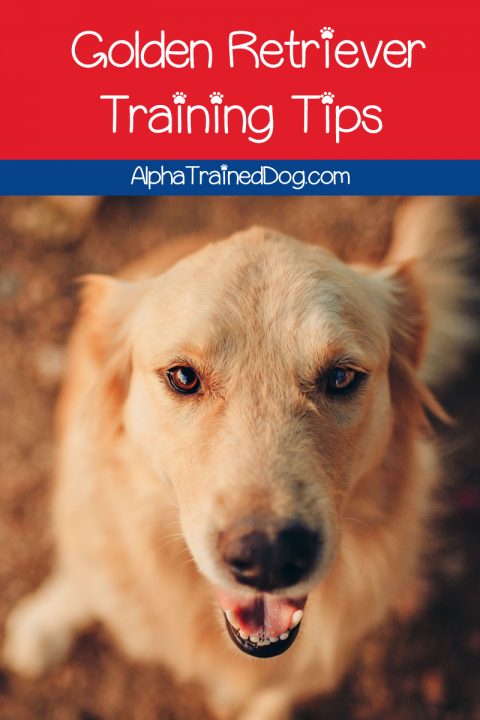 Best Tips For Training Your Golden Retriever - Alpha Trained Dog
