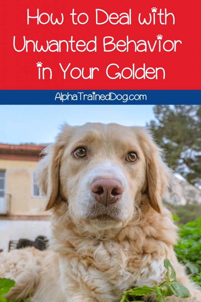 Need a few good tips for training your Golden Retriever? Let us help you out! Check out everything you need to know for a well-behaved Golden.