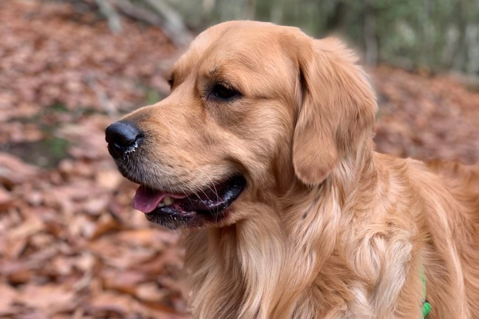 How to Teach a Golden Retriever to Sit in 8 Steps - Alpha Trained Dog