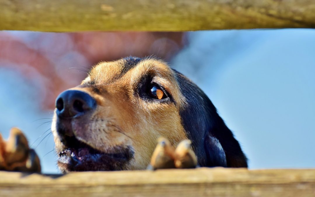 7 Ways to get Your Neighbor’s Dog to Stop Barking