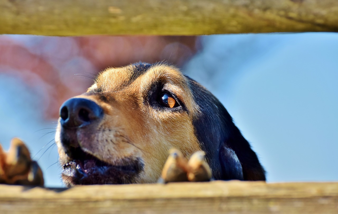 how to silence neighbor's barking dog