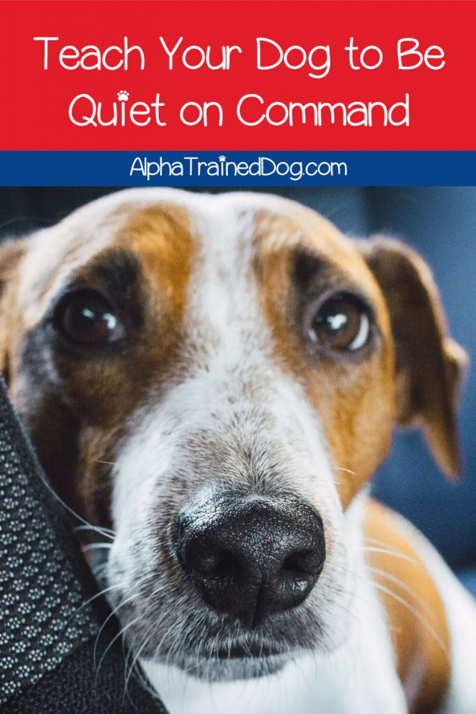 How do you teach your dog the quiet command? If you’re wondering the same thing, read on for tips to train your dog to stop barking on command!