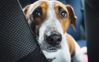 How Do You Teach Your Dog the Quiet Command?