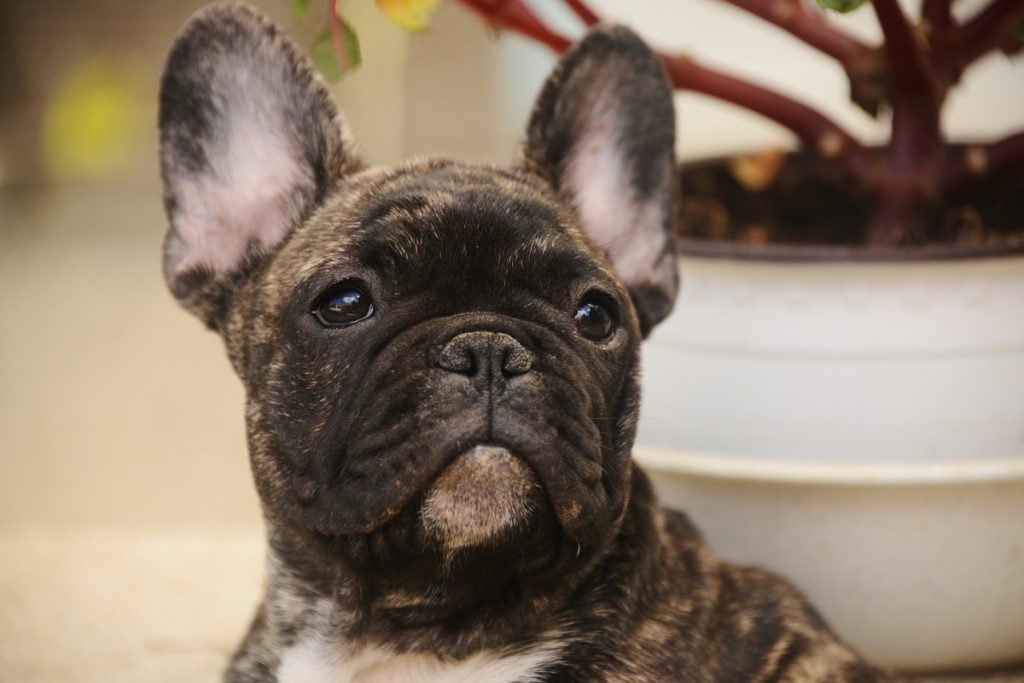 Need to know how to train a French Bulldog? Just because they're a bit stubborn doesn't mean it isn't possible! Check out our tips to make it easier!