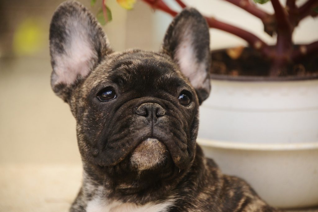 french bulldog crate size