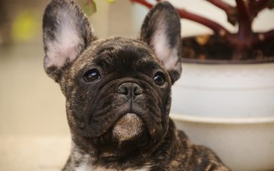 Top 7 Best Crates for French Bulldogs