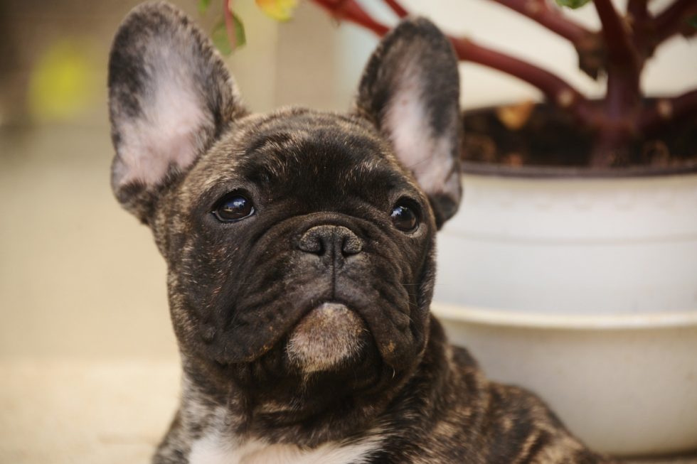 9 Superb Tips on How to Train a French Bulldog Puppy - Alpha Trained Dog