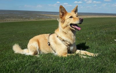 The Complete Lowdown on Dog Clicker Training