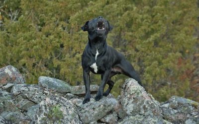 Best Humane Dog Training Tools for Barking