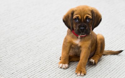 Top 5 Best Eco-Friendly Dog Crates & Carriers
