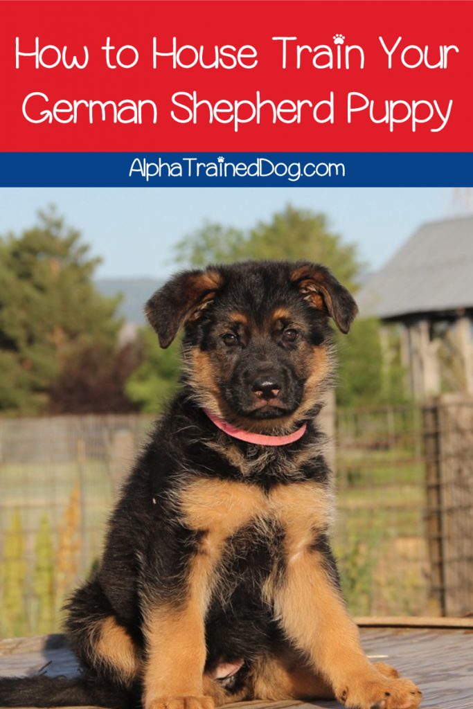 10 Tips For House Training A German Shepherd Puppy Alpha Trained Dog