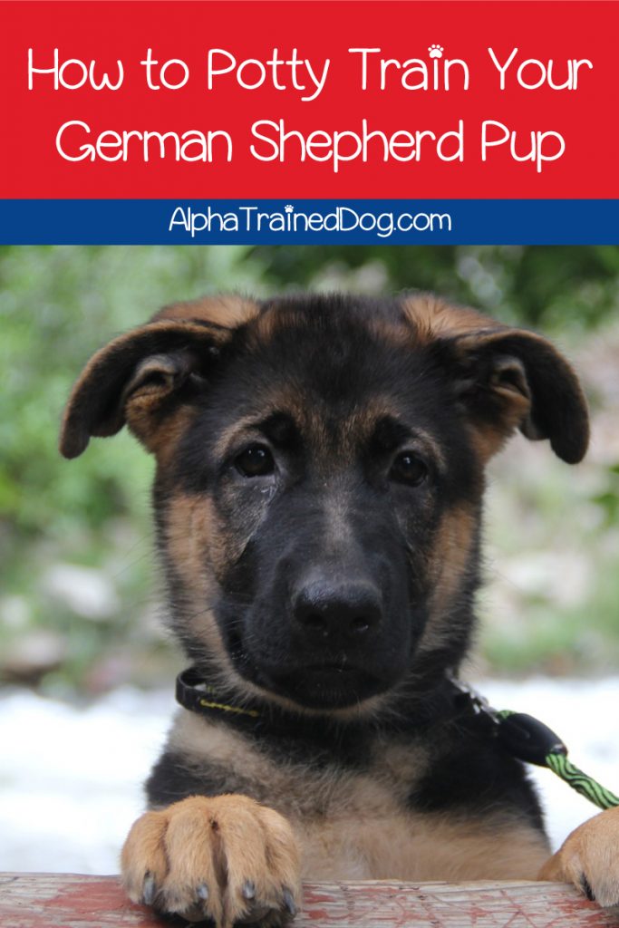 Are you looking for tips on house training a German Shepherd puppy? Check out 10 tips that will make the whole process easier on both of you!