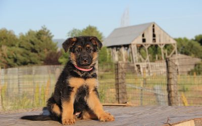 10 Tips for House Training a German Shepherd Puppy