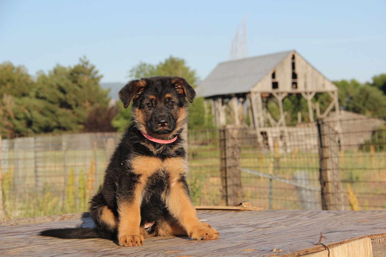 10 Tips for House Training a German Shepherd Puppy Alpha