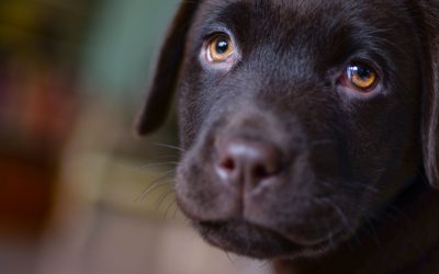10 Lab Puppy Training Tips