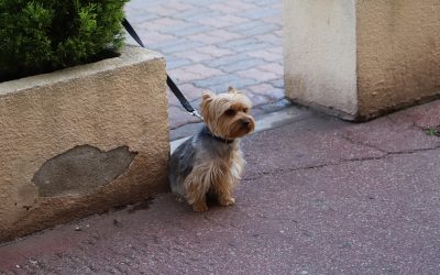7 Puppy Leash Training Steps