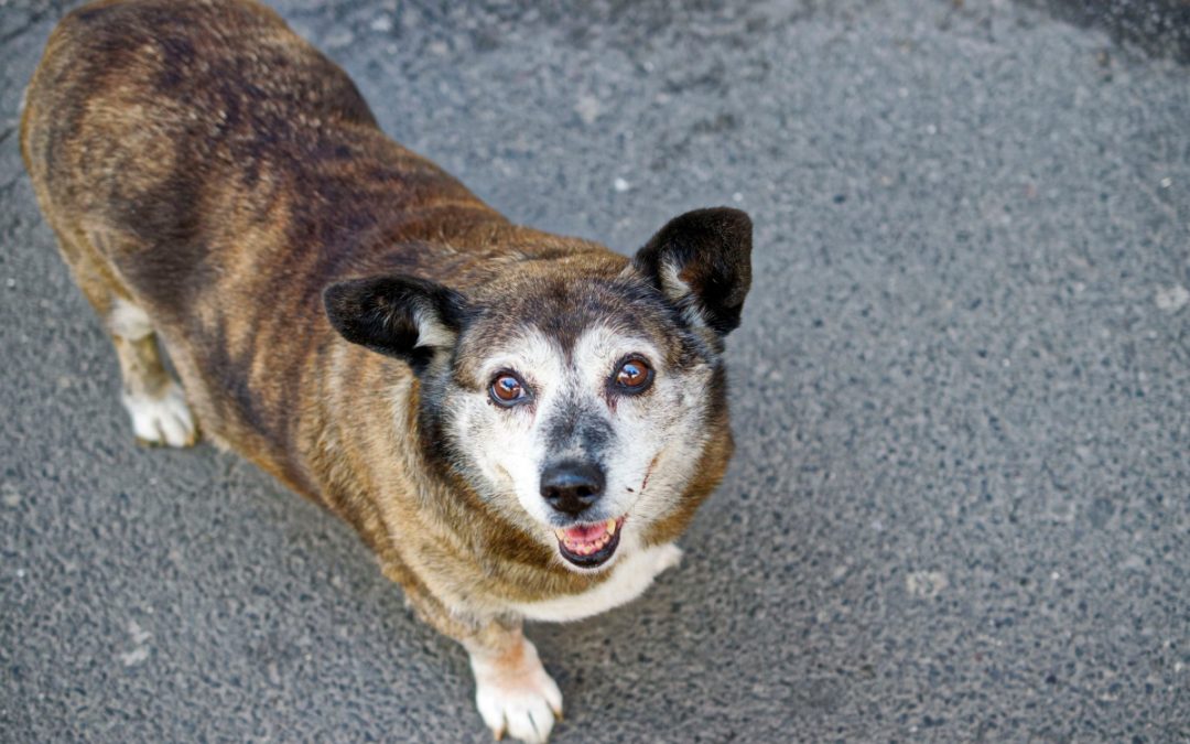 Must-Know Tips for Training an Older Dog