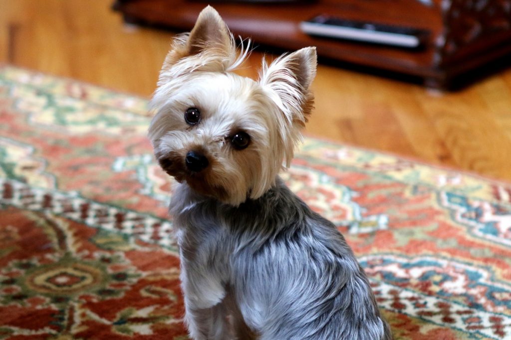 How to potty train best sale a yorkshire terrier puppy