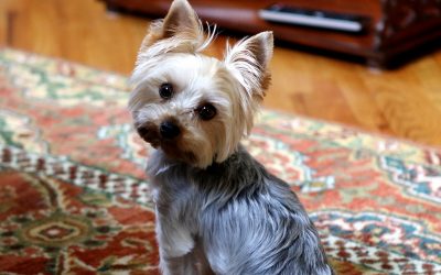7 Smart Yorkie Puppy Training Tricks