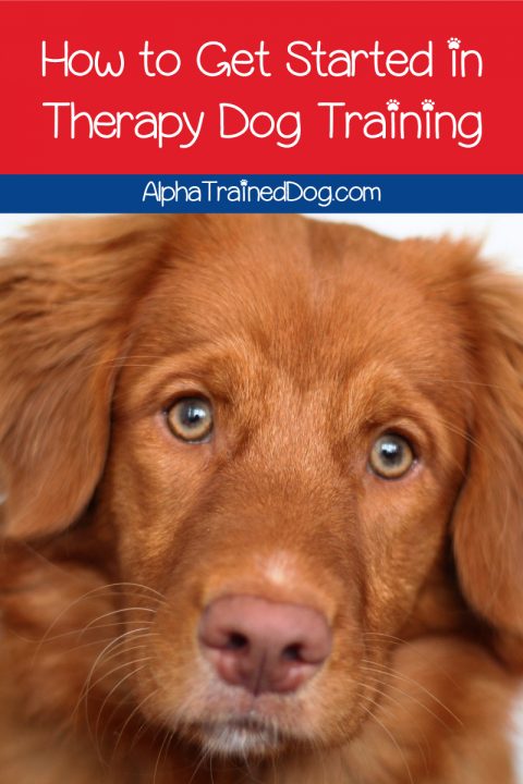 5 Tips for Therapy Dog Training - Alpha Trained Dog