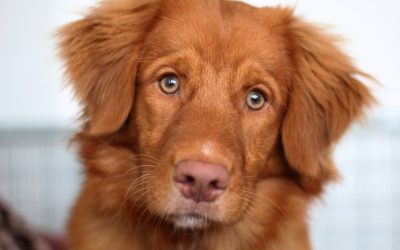 5 Tips for Therapy Dog Training