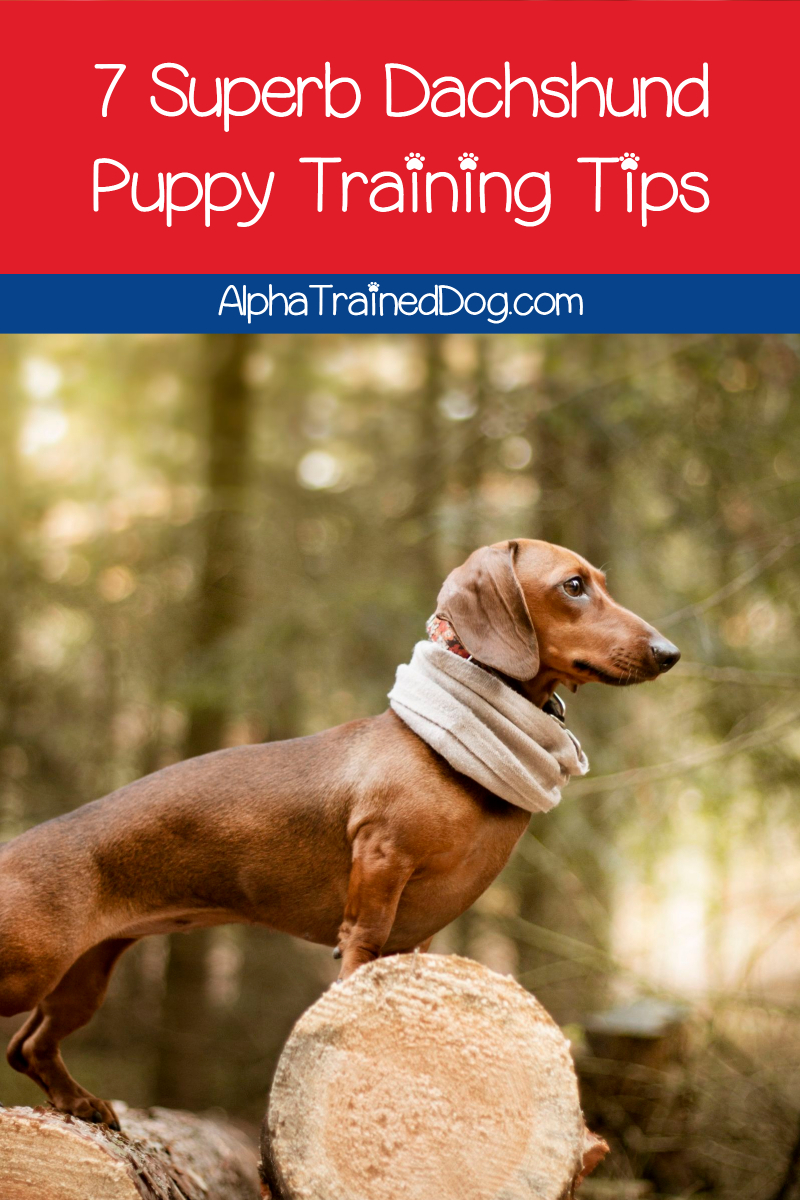 Need help with your dachshund puppy training? You're not alone. They're notoriously stubborn! We've got you covered with our tips & tricks. Take a look!