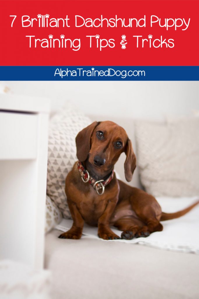 Need help with your dachshund puppy training? You're not alone. They're notoriously stubborn! We've got you covered with our tips & tricks. Take a look!