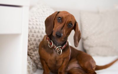 7 Superb Dachshund Puppy Training Tips