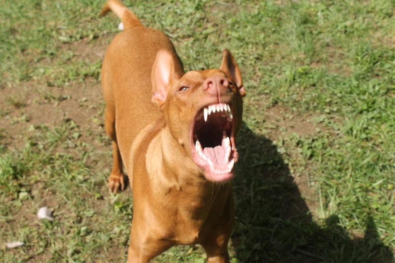 What is considered excessive dog barking?