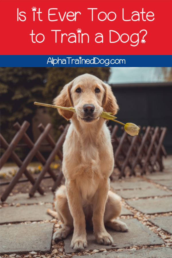 Is it ever too late to start training a dog?  Short answer: no. Read on to find out the longer answer as well as tips on what to teach your adult dog first. 