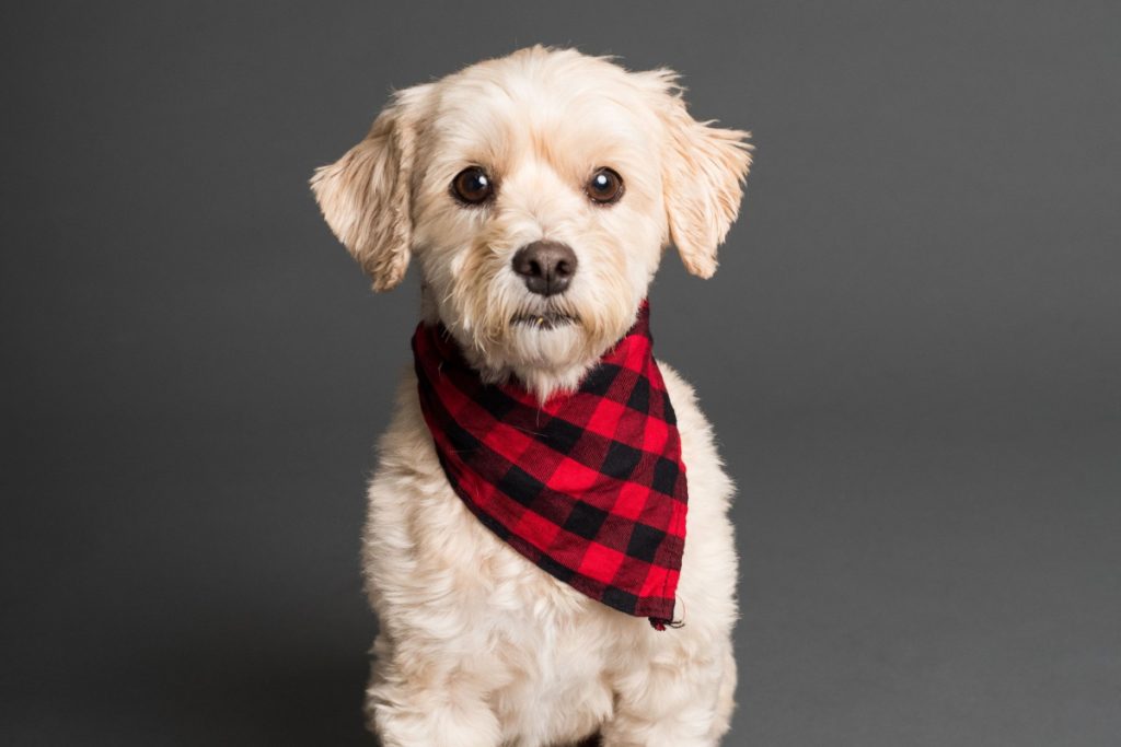 PetSafe Basic Bark Control Collar Reviews AlphaTrainingDog