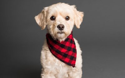PetSafe Basic Bark Control Collar Review: Is it Worth