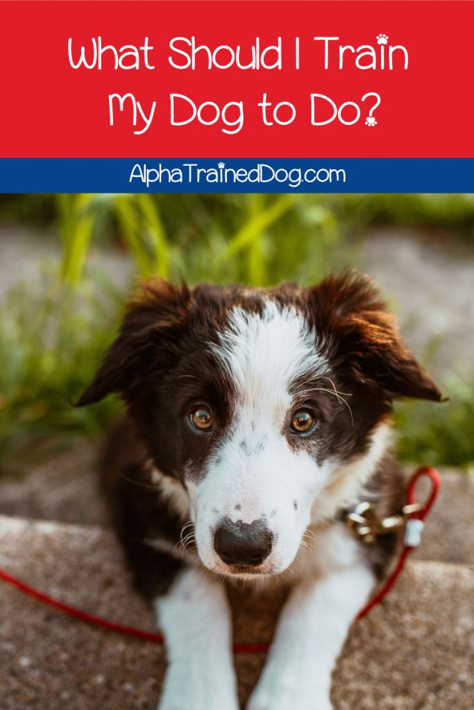 What Should I Train My Dog to Do? - Alpha Trained Dog