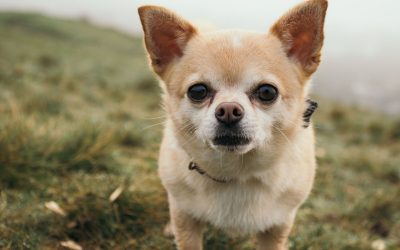 What Should I Train My Dog to Do?
