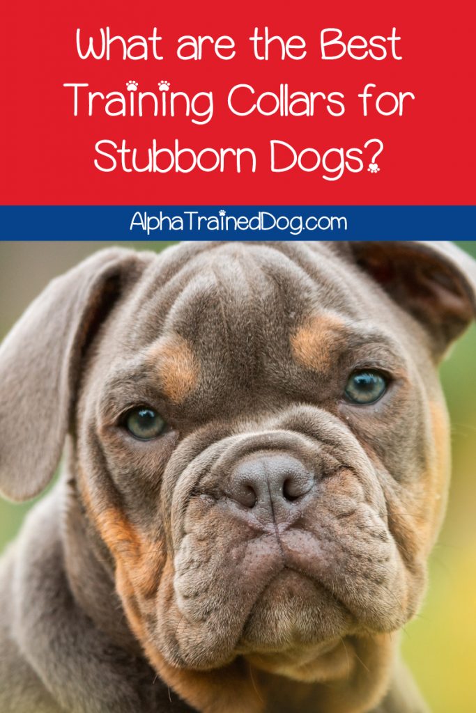 What are the best training collars for stubborn dogs? How about the most humane? Read on to find out the answer! 