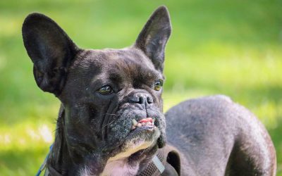 What Are the Best Training Collars for Stubborn Dogs?
