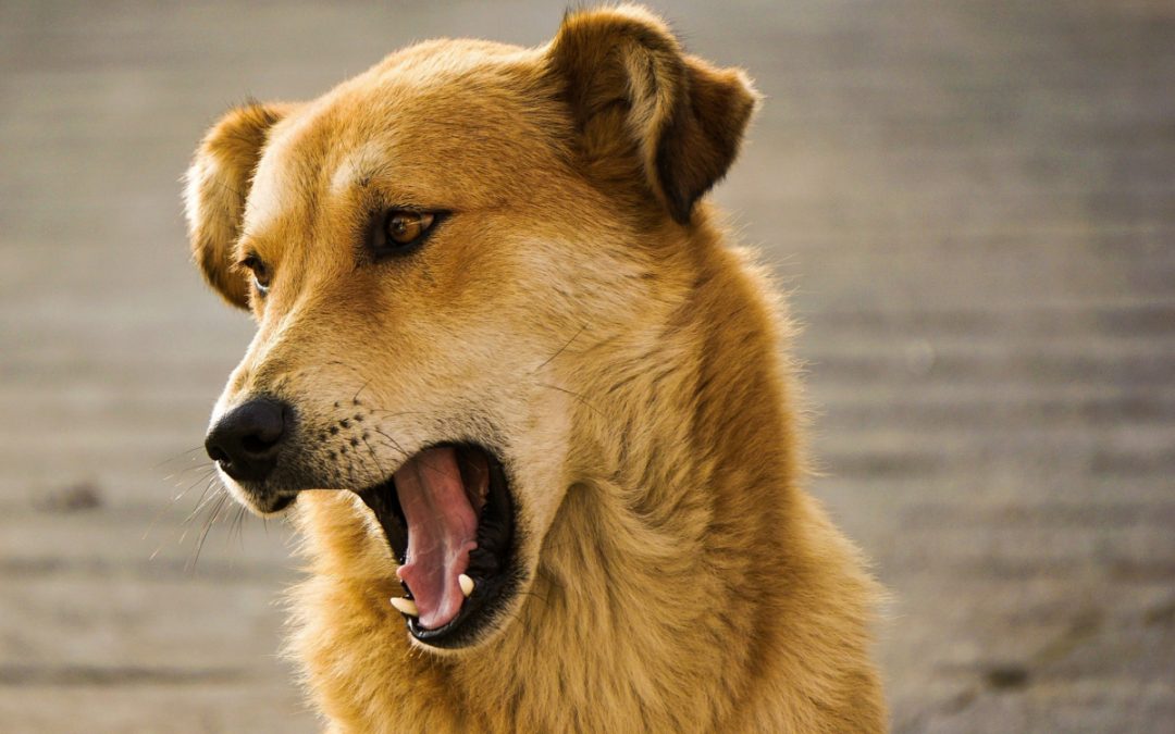 What Is Considered Excessive Dog Barking?